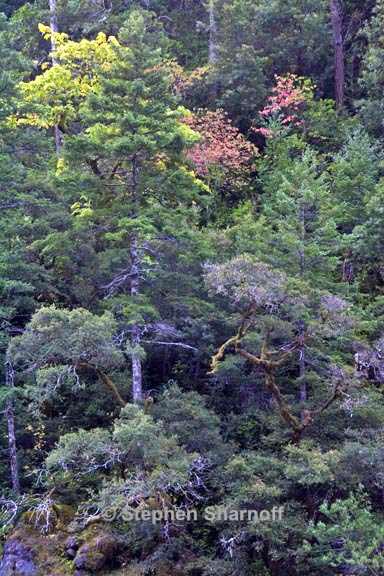 smith river forest 1 graphcalifornia coastal forest 3 graphicic